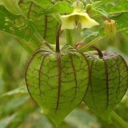 

Terlaris Tanaman Hias Ciplukan Herbal Ciplukan (Physalis Peruviana)