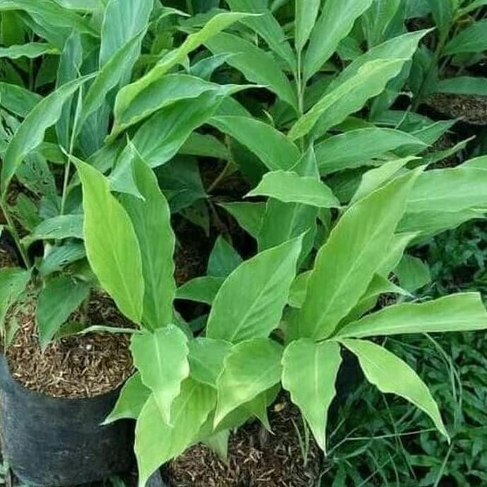 

Terlaris Tanaman Herbal-Pohon Kecombrang-Tanaman Herbal Honje-Pohon Honje