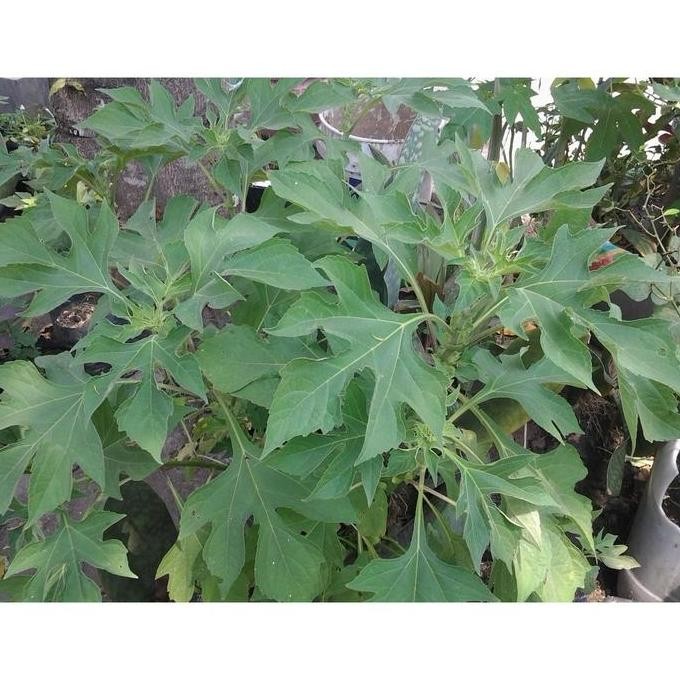 

Terlaris Bibit Pohon Insulin Tanaman Insulin Obat Herbal