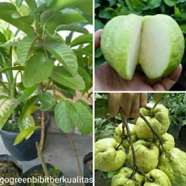 

Terlaris Ori! Bibit Jambu Kristal Sukun Putih Tanaman Buah Hidup Best!
