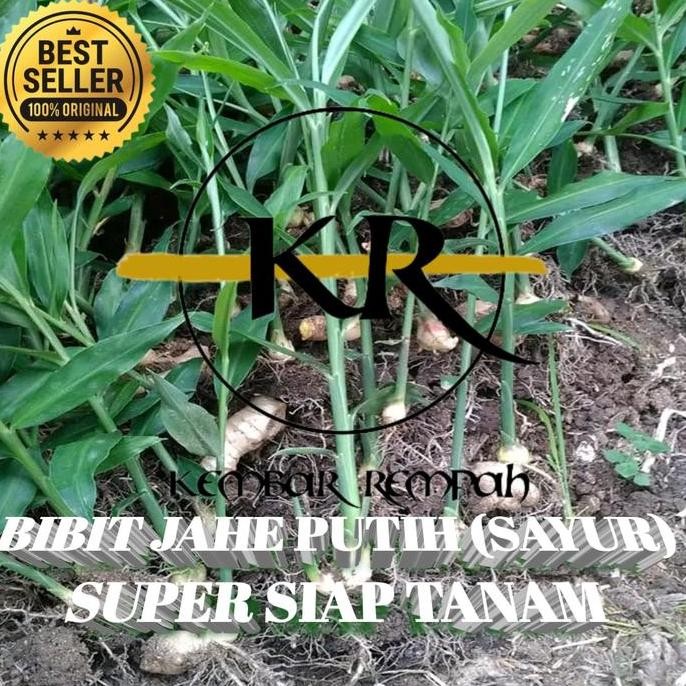 

Terlaris Bibit Jahe Putih Sayur Super Siap Tanam