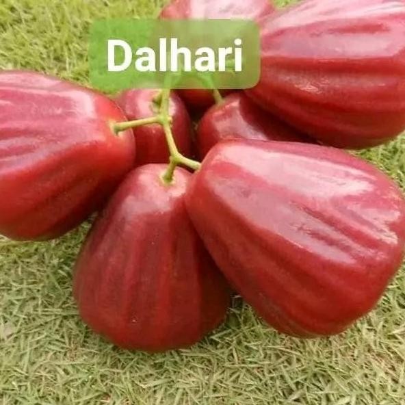 

Terlaris Bibit Jambu Air Citra Dalhari