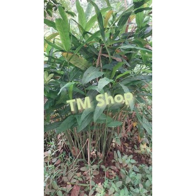 

Terlaris Bibit Tanaman Sereh-Kunyit-Jahe Merah/Putih-Lengkuas-Temulawak/Putih