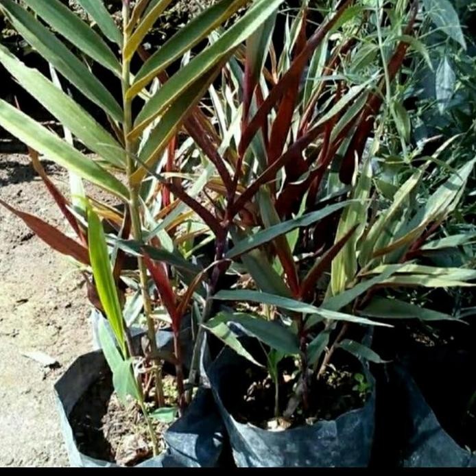 

Terlaris Bibit Jahe Hitam/ Jahe Wulung Herbal Banyak Manfaat