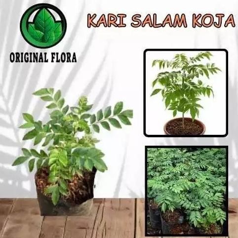 

Terlaris (Goodseller) Bibit Daun Kari Salam Koja Temurui Wild Curry Leaves ( Tanaman Hidup )