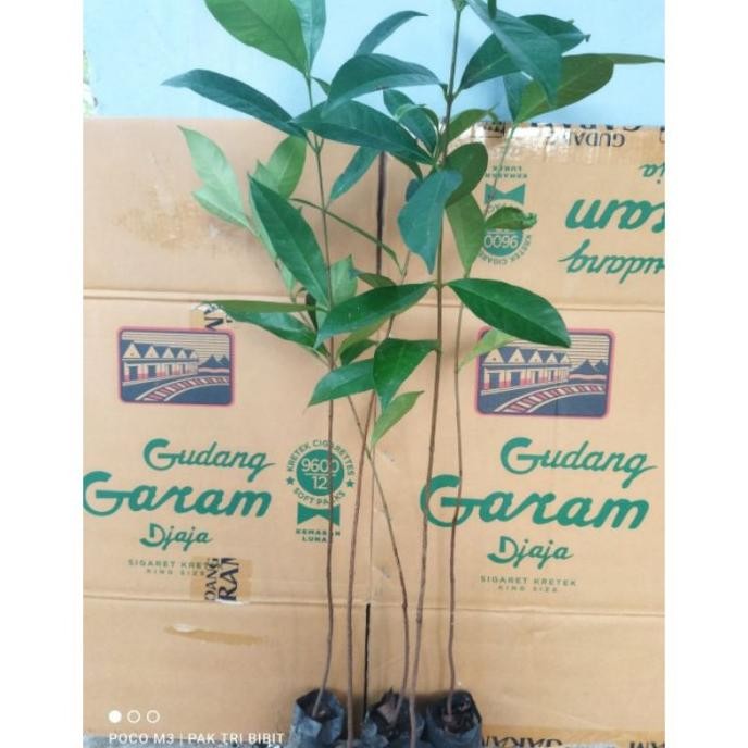 

Terlaris Terlaris Bibit Tanaman Daun Salam Bibit Salam Bumbu Masak