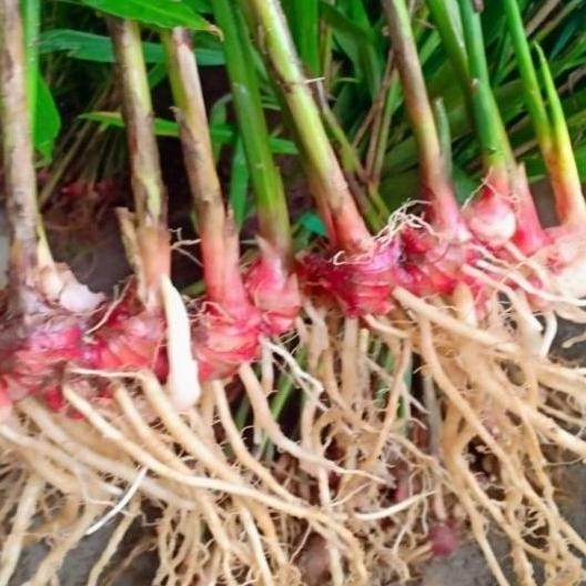 

Terlaris Bibit Jahe Merah Siap Tanaman