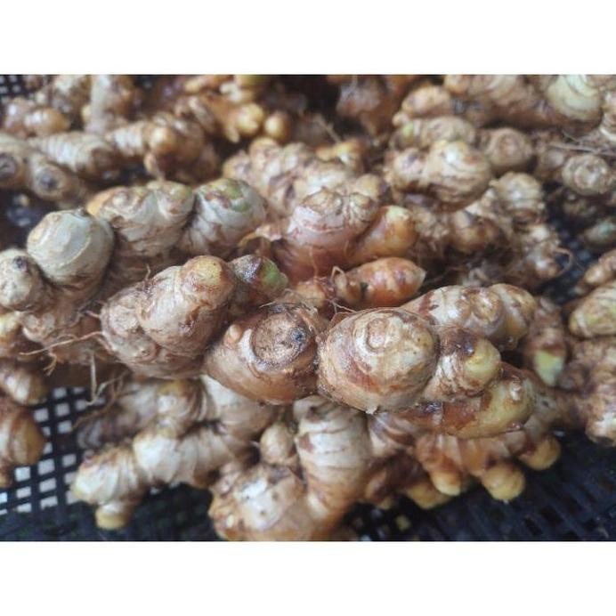 

Terlaris Bibit Jahe Emprit Segar Tua 1Kg