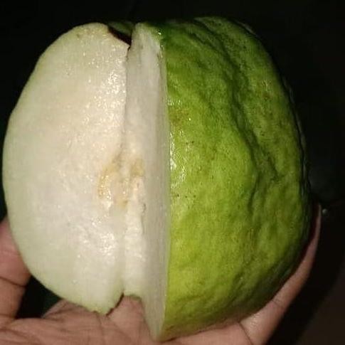 

Terlaris Bibit Jambu Kristal Putih Berbunga - Berbuah