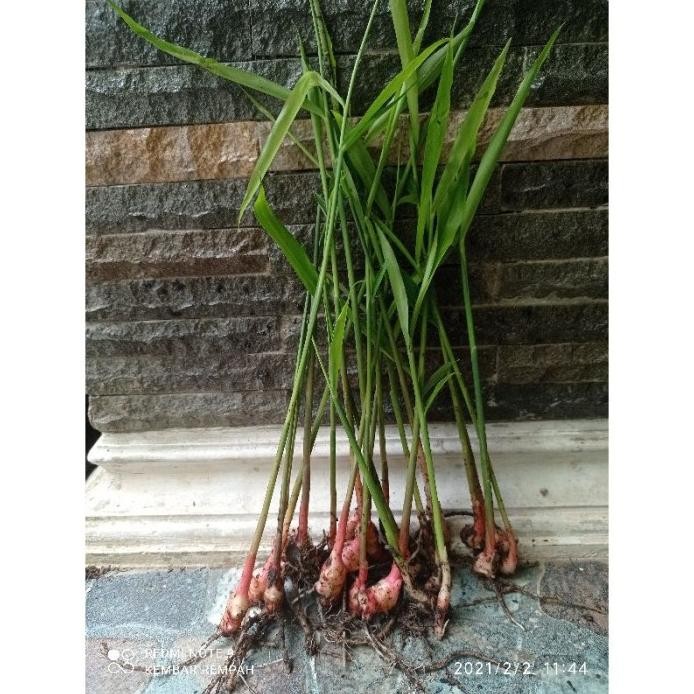 

Terlaris Bibit Jahe Merah Super Unggul