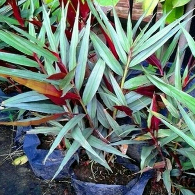 

Terlaris Bibit Tanaman Jahe Merah Wgdfjo 8211Vq