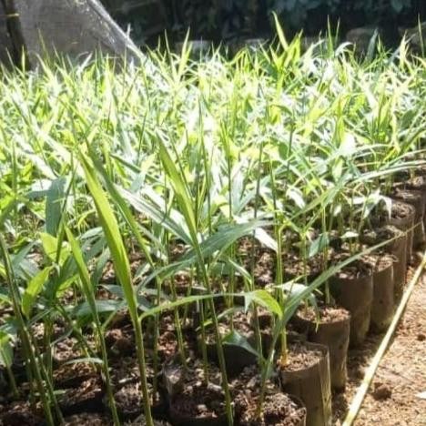 

Terlaris 10 Bibit Jahe Merah Unggul Siap Tanam Bibit Tanaman Super Unggul Asli Original