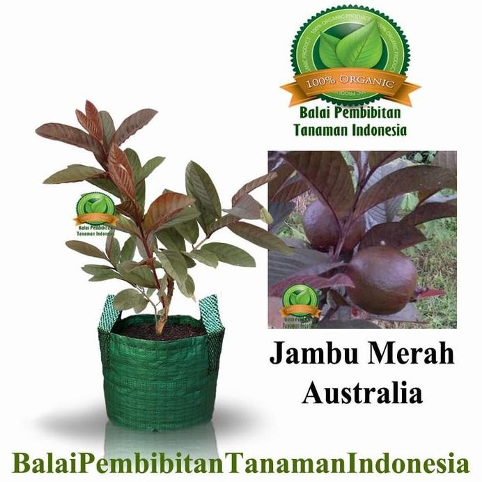 

Terlaris Bibit Jambu Merah Australia / Bibit Buah / Tanaman