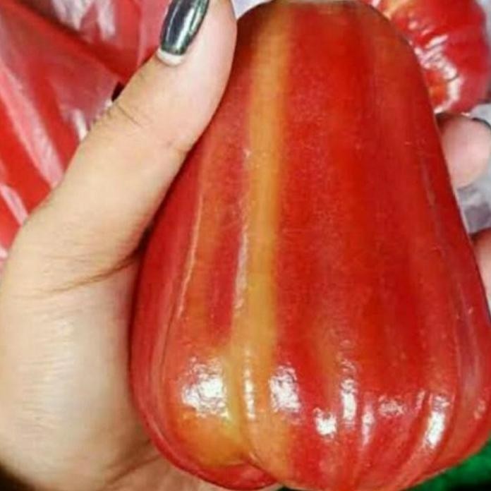 

Terlaris Bibit Tanaman Buah Jambu Thongsamsi Import Cepat Berbuah