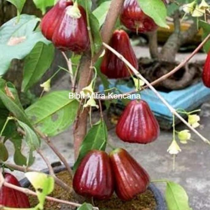 

Terlaris Bibit Buah Jambu Air Black Diamond Hasil Okulasi Cepat Berbuah