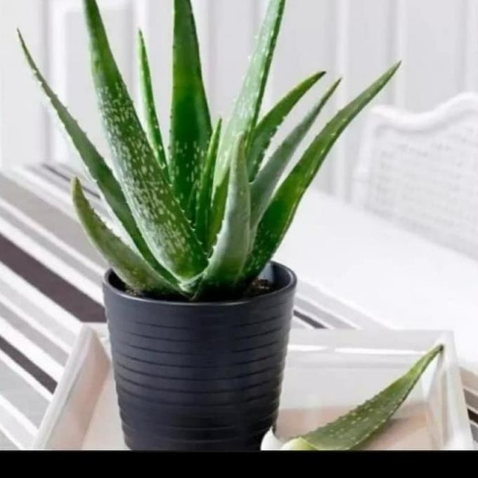 

Terlaris Tanaman Hias Lidah Buaya/Tanaman Herbal