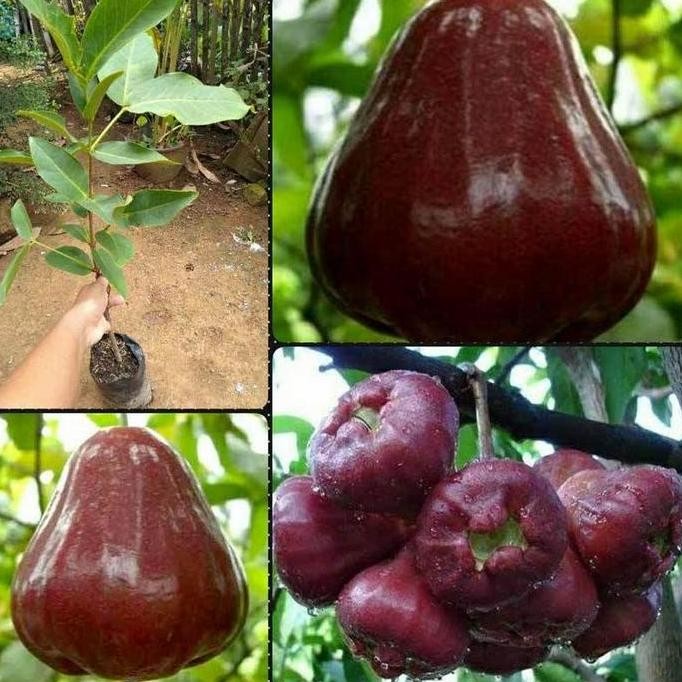 

Terlaris Bibit Tanaman Buah Jambu Air Black Kingkong