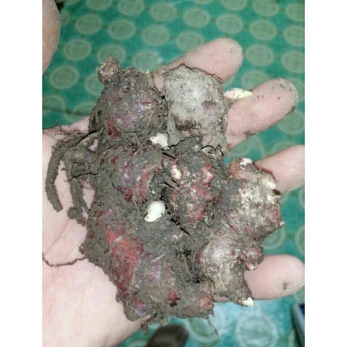 

Terlaris Bibit Jahe Merah Super, Usia 12 Bulan Siap Di Tanam Putbti 9944Ha