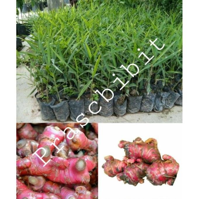 

Terlaris Bibit Jahe Merah (Obat Herbal Asli)