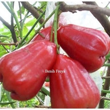 

Terlaris Bibit Jambu Citra Rimbun Cepat Berbuah