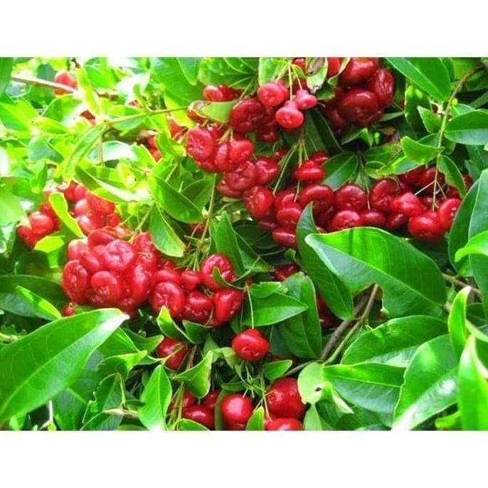 

Terlaris Bibit Tanaman Jambu Air Kancing 70 Cm