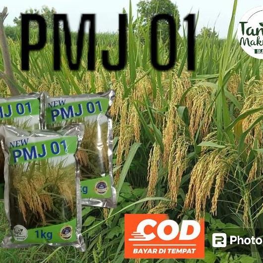 

Terlaris Benih Padi Pmj 01 Kemasan 1Kg Original