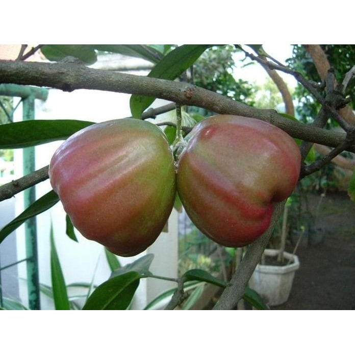

Terlaris Bibit Tanaman Buah Jambu Air King Rose