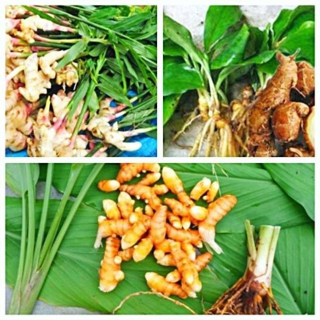 

Terlaris Kwalitas Terbaik Paket Bibit 3 Buah Tanaman Jahe Tanaman Kencur Dan