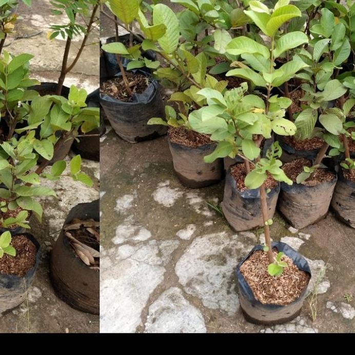

Terlaris Pohon Jambu Kristal Super Rimbun//Bibit Jambu Kristal Super