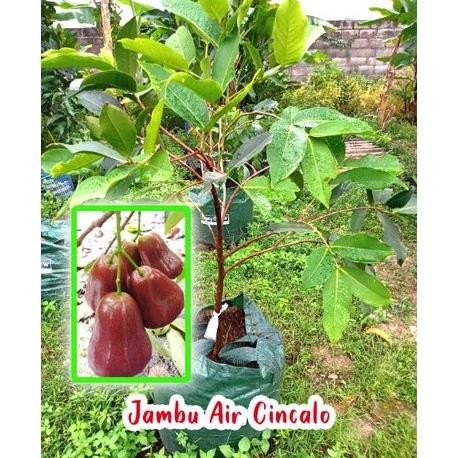 

Terlaris Bibit Jambu Air Cincalo Merah Jumbo Hasil Cangkok Okulas Badlde 1669Yd
