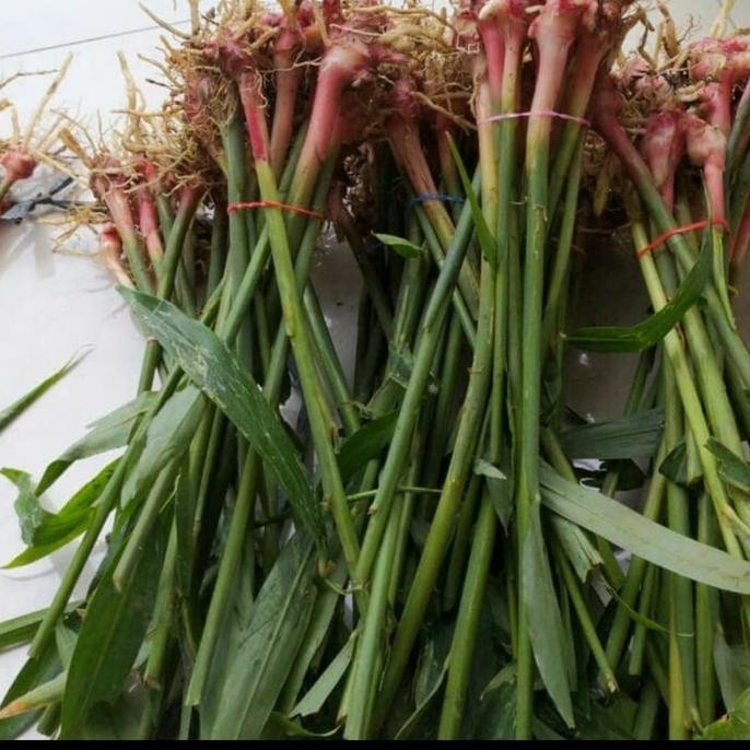 

Terlaris Bibit Jahe Merah - Sudah Ber Akar 100% Hidup