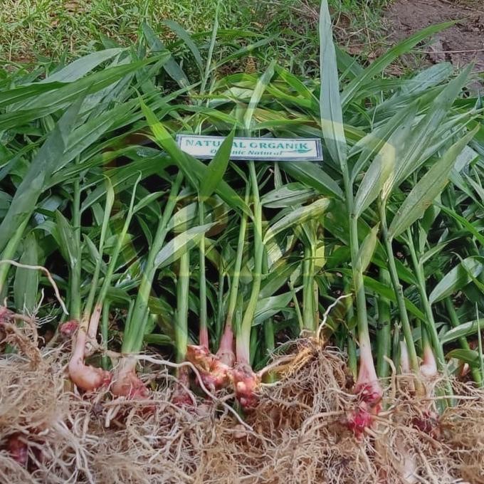 

Terlaris Promo Bibit Jahe Merah Besar Perbatang! Murah