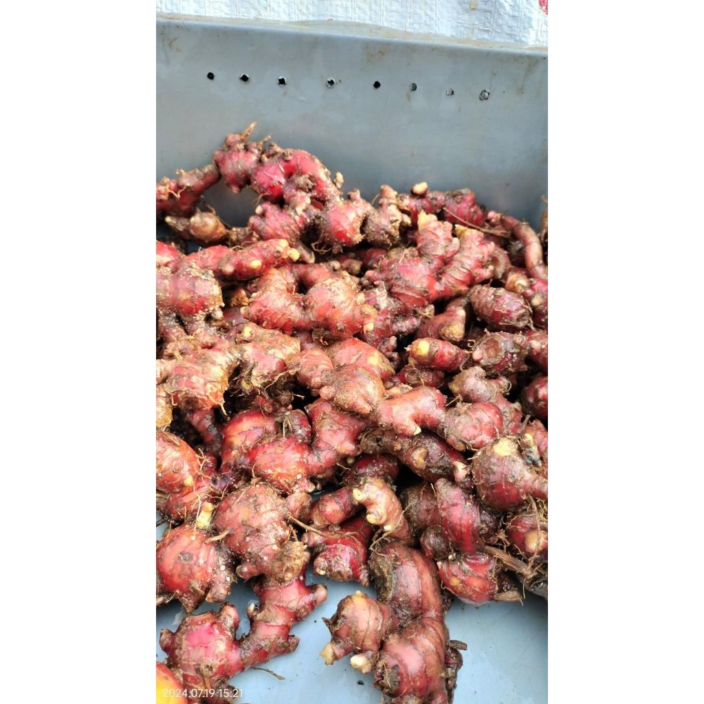 

Terlaris Jahe Merah Segar / Bibit Jahe Merah ./ Jahe Merah 500G / Jahe Merah Fresh Segar