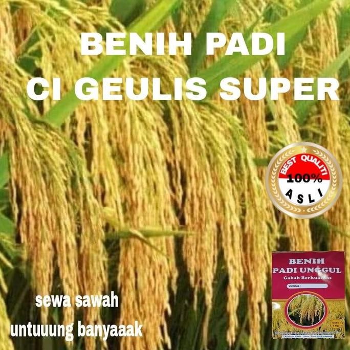 

Terlaris Benih Padi Ci Gelis Super Unggul Berkualitas 1Kg