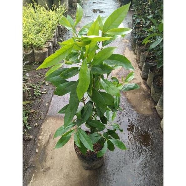 

Terlaris Bibit Pohon Salam/Daun Salam