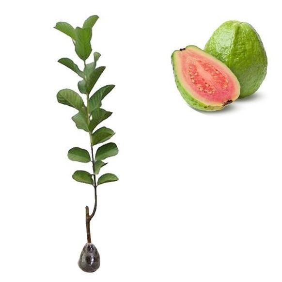 

Terlaris Bibit Buah Jambu Biji Merah - Tinggi 50Cm