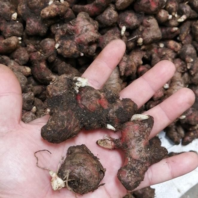 

Terlaris Terbaik Bibit Jahe Merah Super 1 Kg, Tinggal Semai 25.25