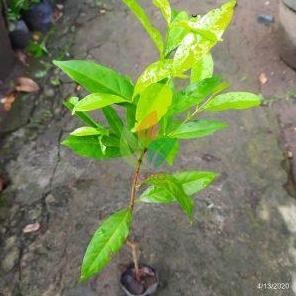 

Terlaris Bibit Daun Salam Tanaman Bumbu (Rempah-Rempah) Isi 3