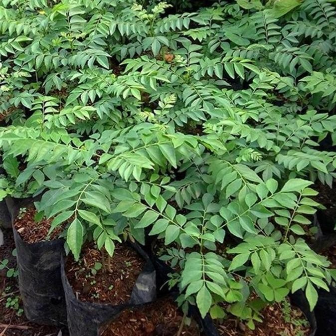 

Terlaris Bibit Tanaman Daun Kari - Tanaman Salam Koja