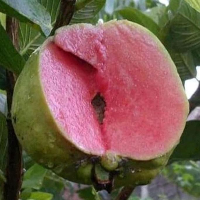 

Terlaris Promo Bibit Jambu Kristal Merah Non Biji Beli 2 Free 1 , Bisa Cod