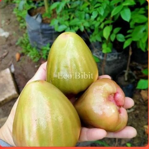

Terlaris Bibit Jambu Air Bajang Leang