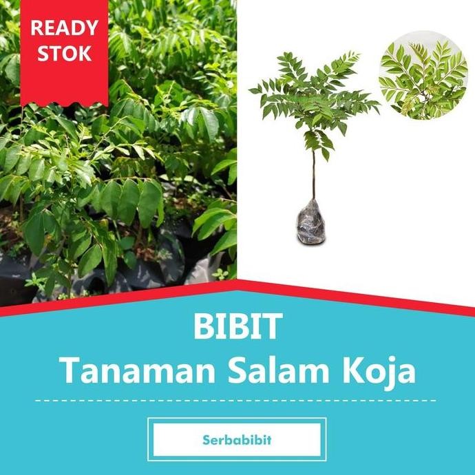 

Terlaris Bibit Tanaman Salam Koja - Temuru - Daun Kari