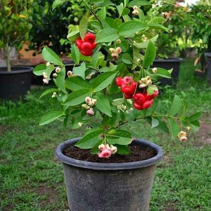 

Terlaris Bibit Jambu Kancing Merah