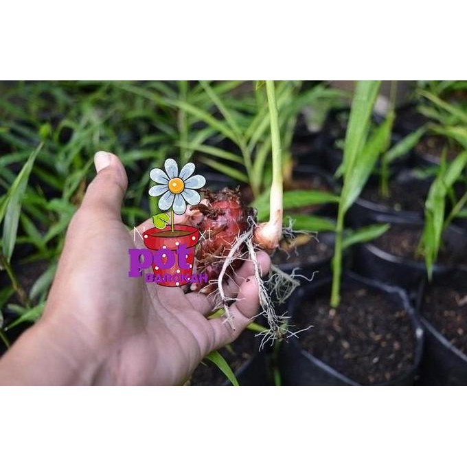 Terlaris Bibit Jahe Merah Super/Bibit Jahe Merah Murah Asli Berkualitas