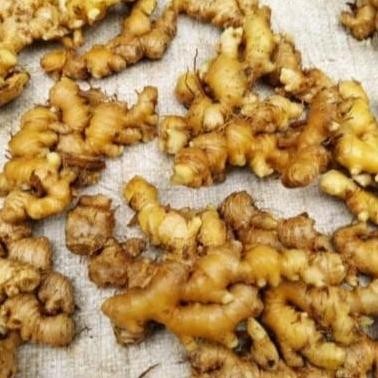 

Terlaris Bibit Tanaman Jahe Emprit Termurah