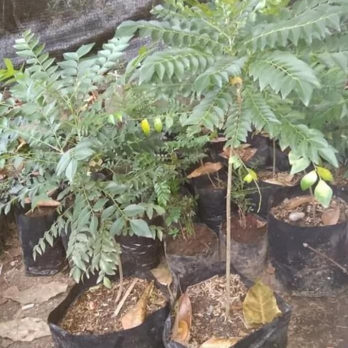 

Terlaris Pohon Salam Koja-Bibit Tanaman Salam Koja /Daun Kari