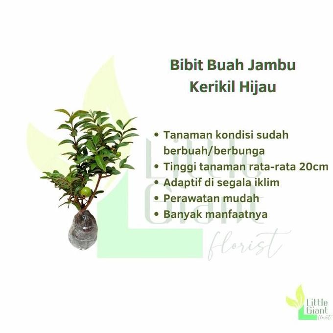

Terlaris Bibit Tanaman Buah Jambu Kerikil (Sudah Berbuah/Berbunga)
