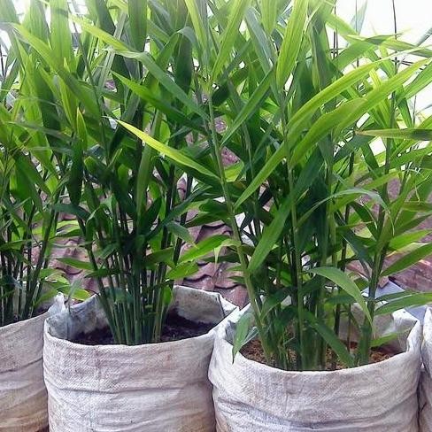 

Terlaris Bibit Tanaman Jahe Emprit Segar