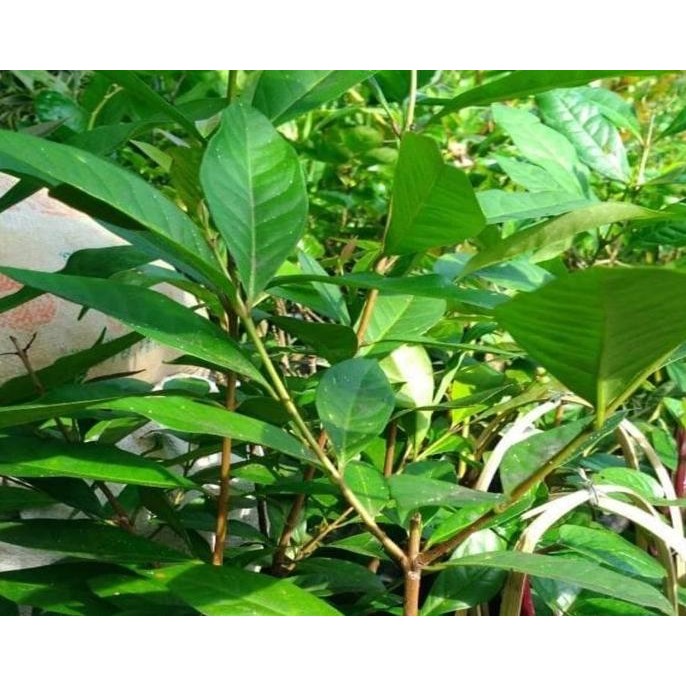 

Terlaris S1Ni! Bibit Tanaman Salam Daun Salam Bumbu