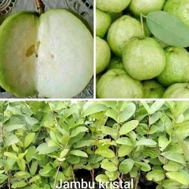 

Terlaris Bibit Jambu Kristal Tanpa Biji